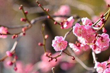 梅の花