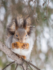 Fototapeta premium The squirrel with nut sits on tree in the winter or late autumn
