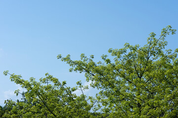 Green leaves against the blue sky of a Ceiba plant, sacred tree of the Maya in Mexico. Horizontal screen