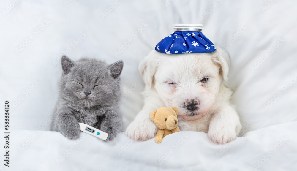 Poster sick kitten with thermometer and bichon frise puppy with with ice bag or ice pack on it head sleep w