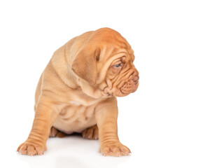 Bordeaux puppy sitting and looking away on empty space. isolated on white background