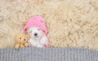 Cute white Lapdog puppy wearing warm hat sleeps under white blanket on a bed at home with favorite...