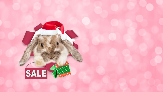 Cute rabbit wearing red santa hat looking through hole in paper,holding gift box and showing signboard with labeled "sale". Shade trendy color of the year 2023 - Viva Magenta background. Empty space - Powered by Adobe