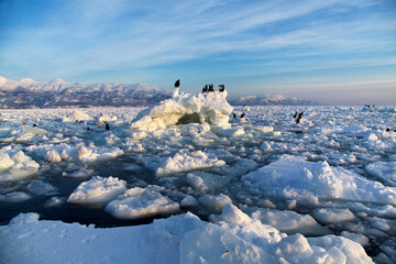早朝の流氷（羅臼沖） © itoh masako
