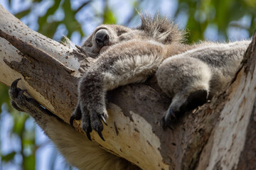 Koala Bear sleeping. in a gum tree in Australia