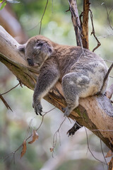 Koala Bear sleeping. in a gum tree in Australia