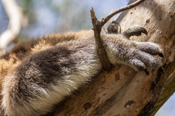 Close up detail view of a Koala Bear's paw and powerful  claws used for gripping onto the gum tree branches © Michael Evans