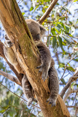 Koala Bear sleeping. in a gum tree in Australia