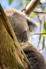 Koala Bear sleeping. in a gum tree in Australia