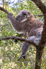 Koala Bear sleeping. in a gum tree in Australia
