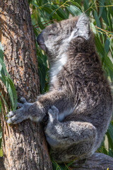 Koala Bear sleeping. in a gum tree in Australia