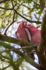 Pink and Grey Galah, commom thoughout Australia.