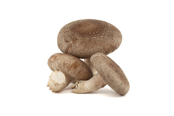 Shiitake mushrooms isolated on white background