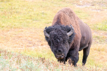 Solitary american bison buffalo bull walking uphill in Hayden Valley in Yellowstone National Park...