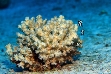 tropical fish on a coral reef underwater wildlife