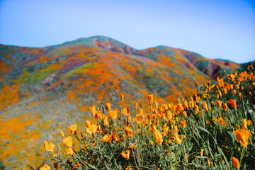Fototapeta premium hill of poppies