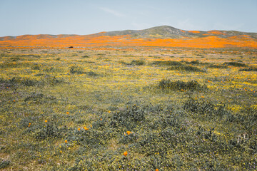 landscape with field