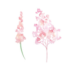 Watercolor wildflowers, delicate botanical illustration