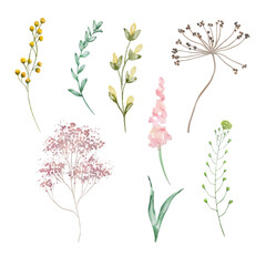 Watercolor wildflowers, delicate botanical illustration
