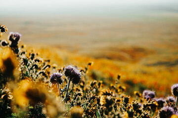poppy field