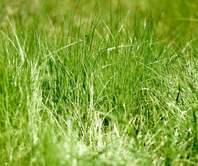 Tall Grasses used as a Natural Backgrounds
