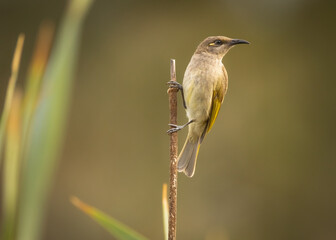 Brown Honeyeater on a stalk