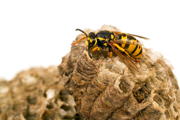 Wasp on a white background. The wasp sits on a hornet's nest. Vespiary.