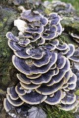 Mushrooms on a tree trunk