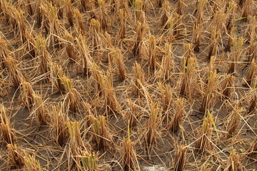golden wheat field