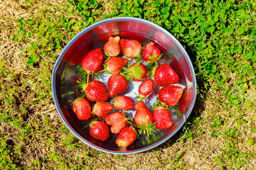 A garden strawberry washed in water after harvest