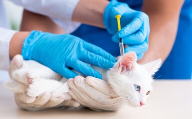 Obraz na płótnie Canvas Two young vet doctors examining sick cat