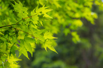 Maple tree in green color