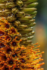 Aloe Speciosa . Macro image w/ soft bloom in background