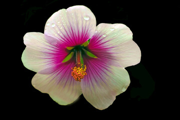 Zebra Mallow frontal view closeup