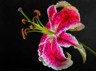 Asiatic Lily . Full length of stamens and stigma exposed