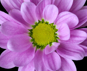 Chrysanthemum . Macro . Frontal view