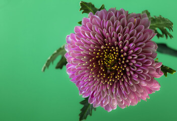 Chrysanthemum, oblique close up with leaves