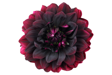 Burgundy dahlia 