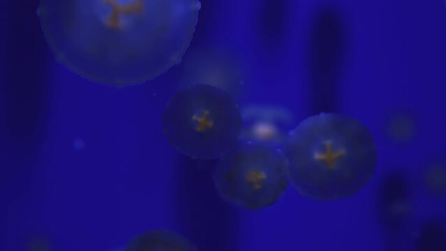 Jelly Blubber (Catostylus Mosaicus) Multiple Formations At The Beginning Stage , Reduce Noise, Pro Rez 422