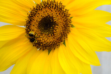Obraz premium Bee on sunflower