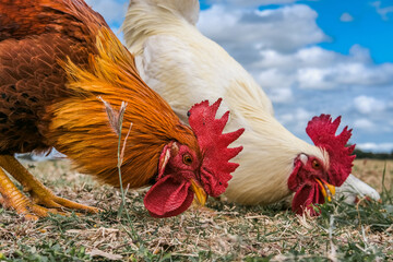 Two chickens eating grass.