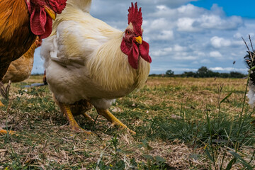 A chicken walking over a rural ranch.