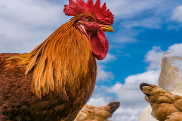 A standing rooster over a field.