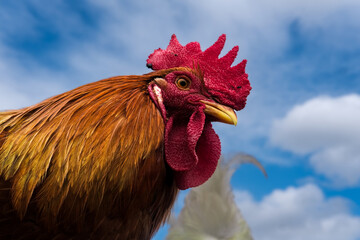 A rooster and the blue sky on a rural town.