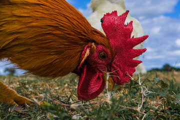 A closeup of a rooster eating.