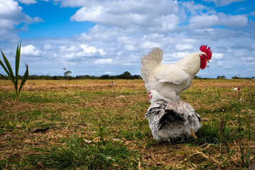 A pair of chickens standing.