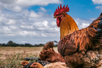 Closeup of a rooster.