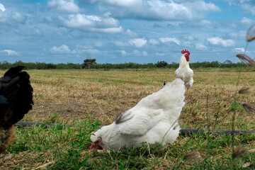 Two chickens standing over a field.