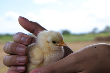 A pair of human hands holding a small chick.