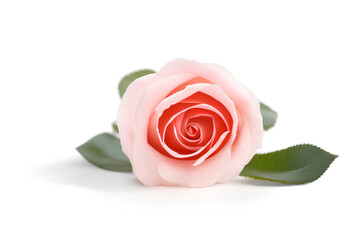 Pink Rose Isolated On White Background